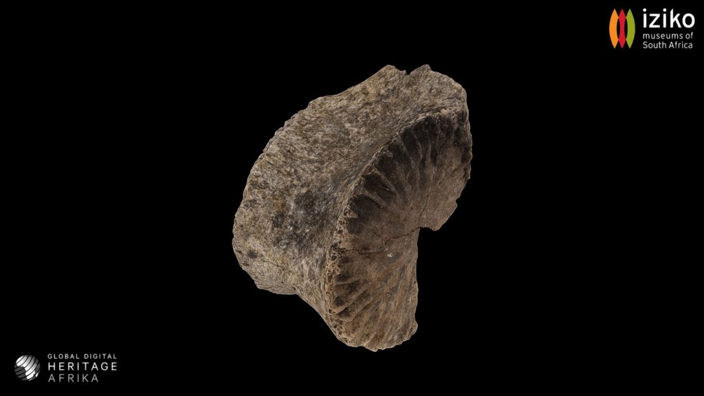 Mammal Bone (Vertebrate)
