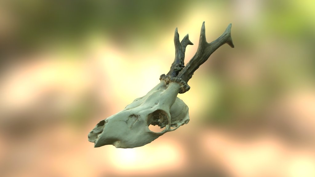 Deer skull 01
