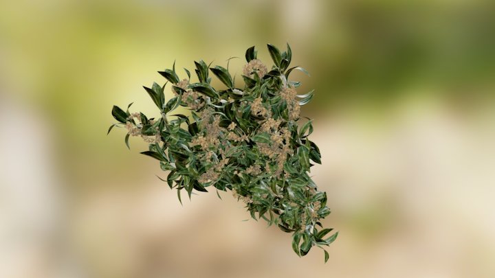 Branch of Fragrant Olive (sweet olive) 3D Model