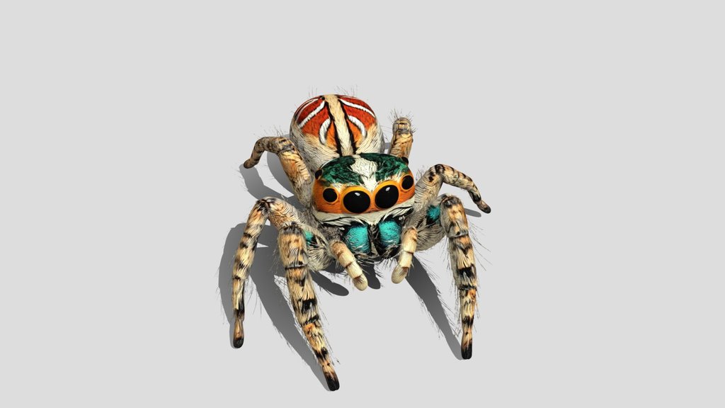 Prismatic Jumping Spider 3D Model Free