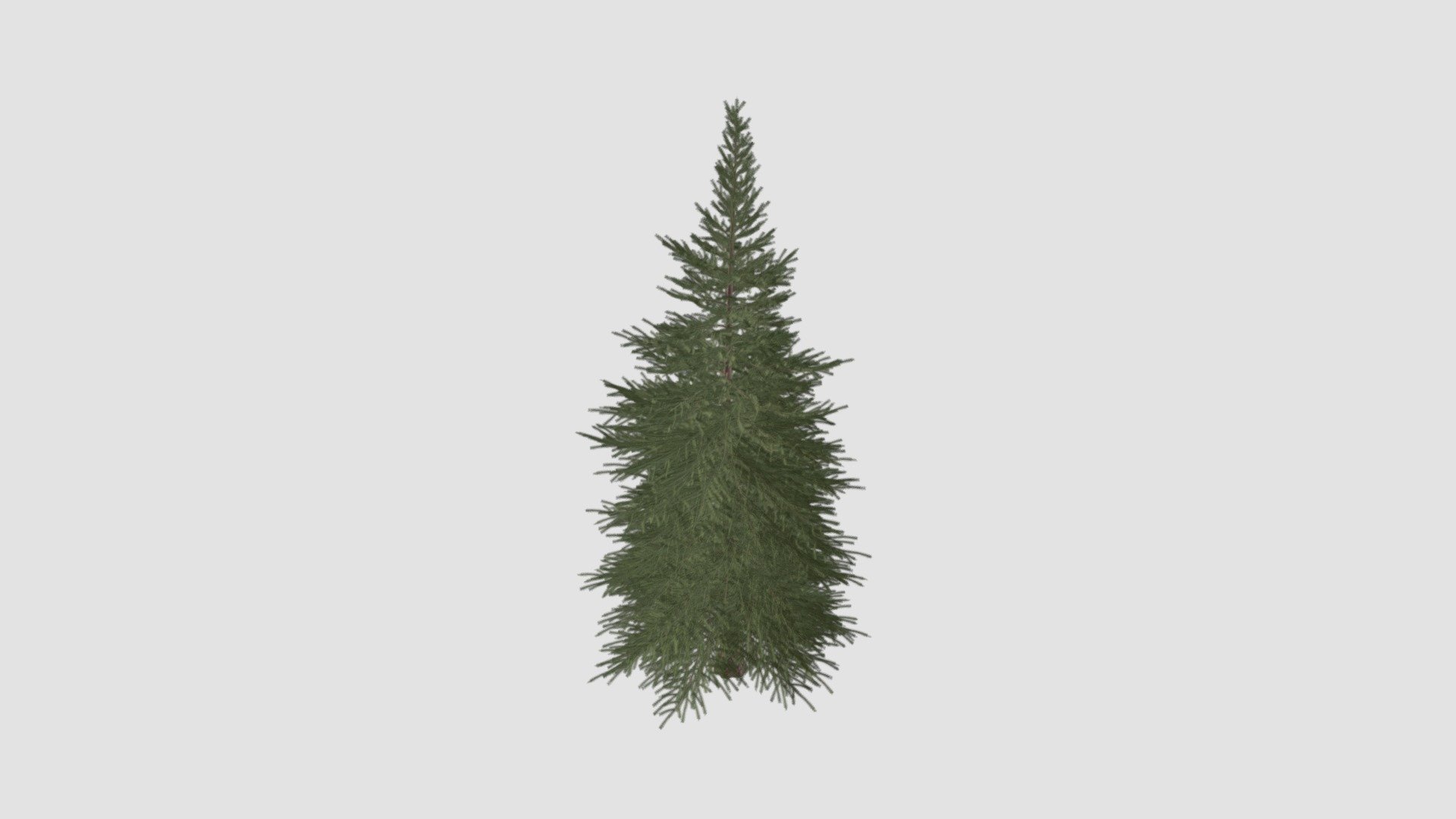 tree - Buy Royalty Free 3D model by Evermotion [598a697] - Sketchfab Store