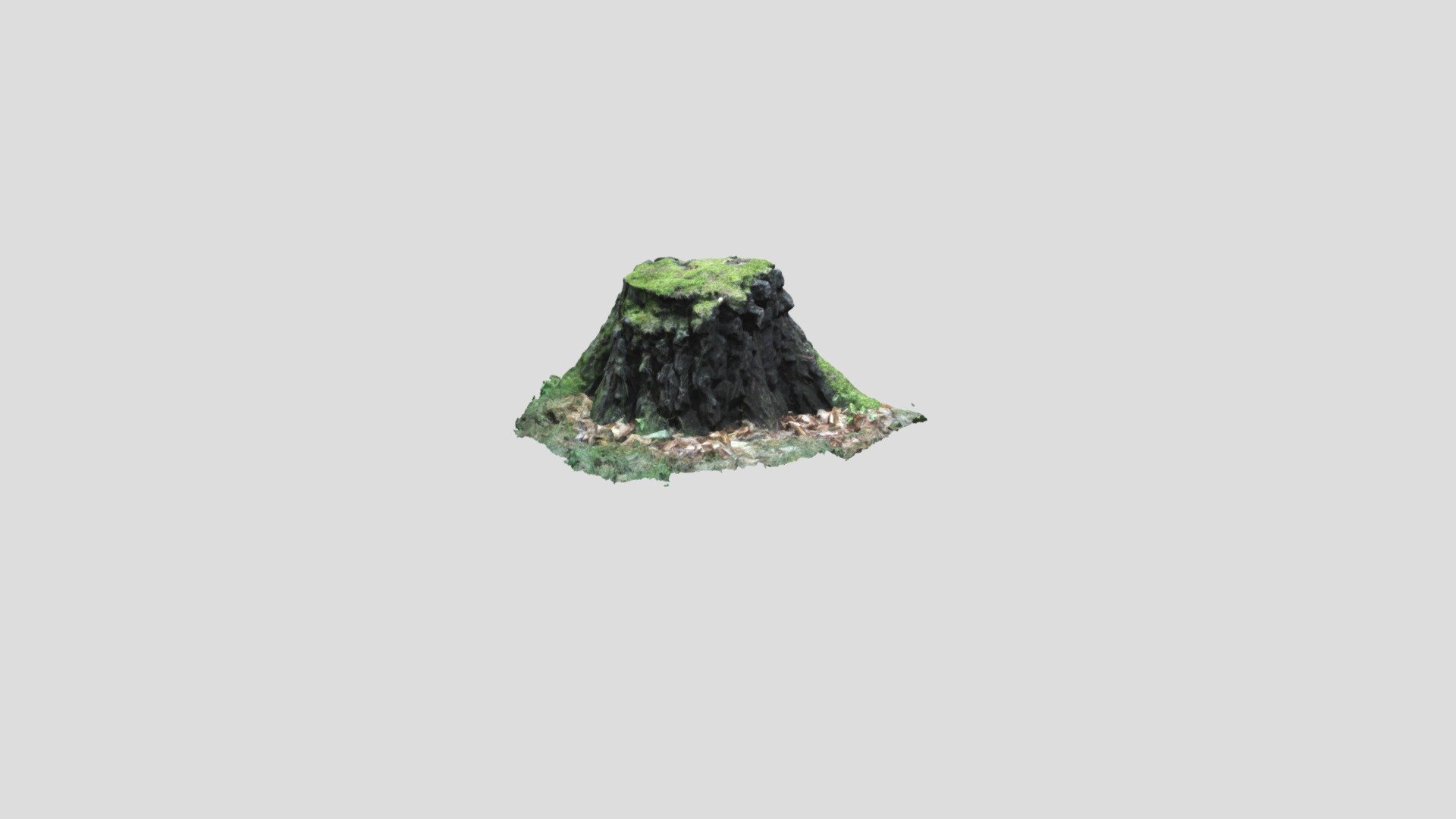 A small forest stump