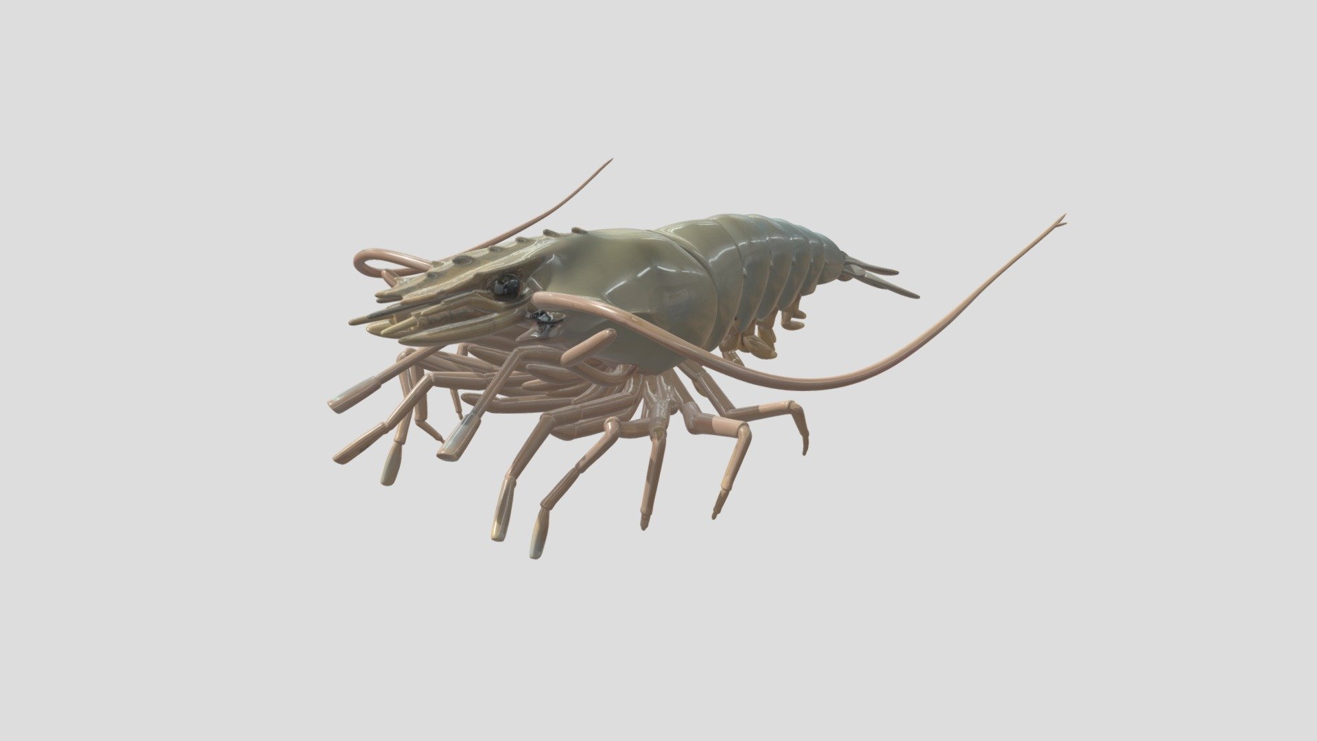 shrimp - 3D model by Mohamed (@ms8598263) [5993476] - Sketchfab