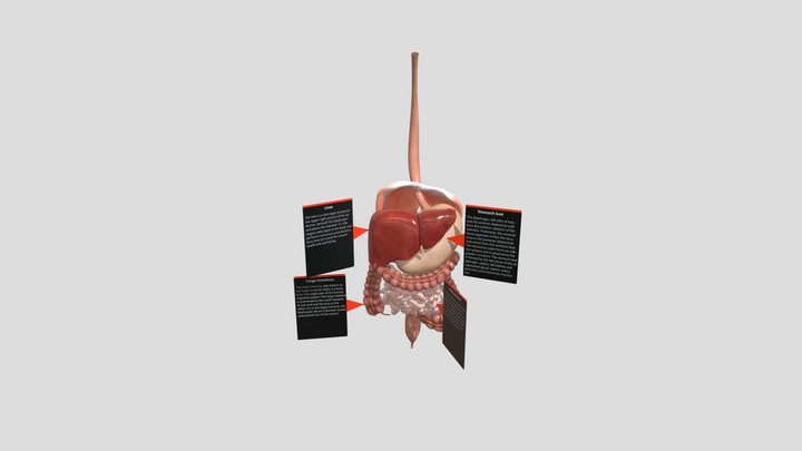 Digestive System 3D Model