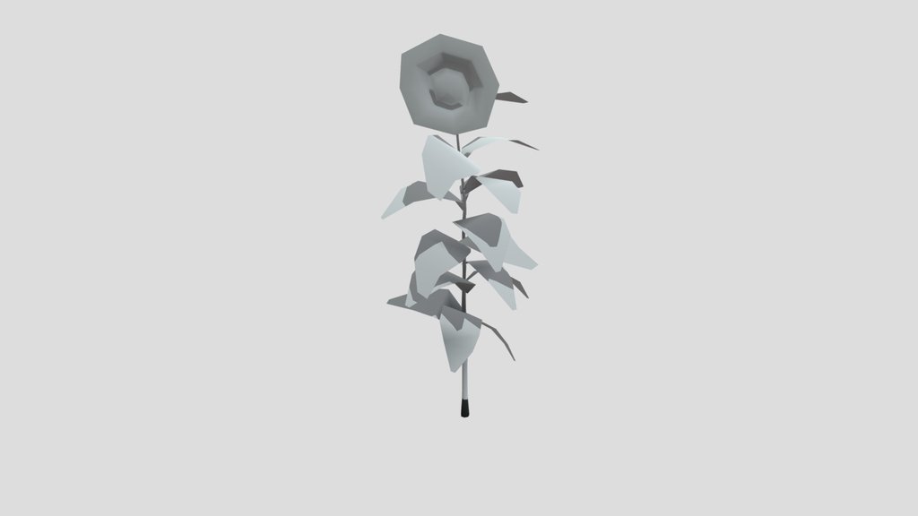 Flower Sunflower Medium Var