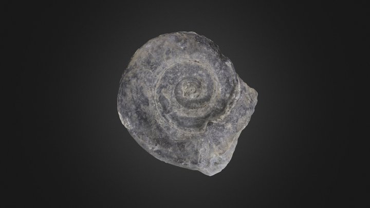 Maclurites sp. (PRI 76290) – Free 3D Model STL