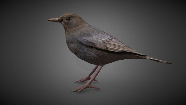 Mirlo Hembra (Turdus merula) 3D Model