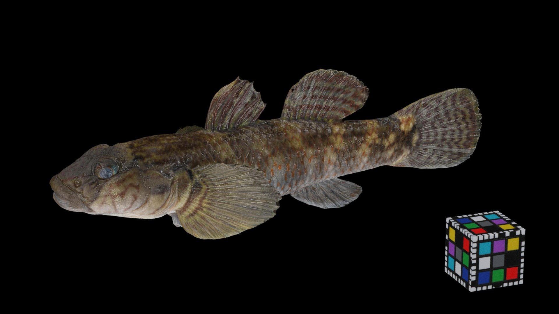 シマヨシノボリ ♀ Freshwater Goby, Rhinogobius nagoyae