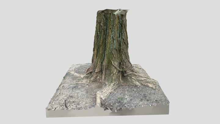 TreeBark_02 3D Model