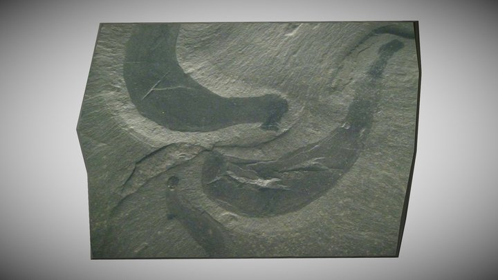 Ottoia prolifica Fossil – Kostenloses 3D-Modell STL