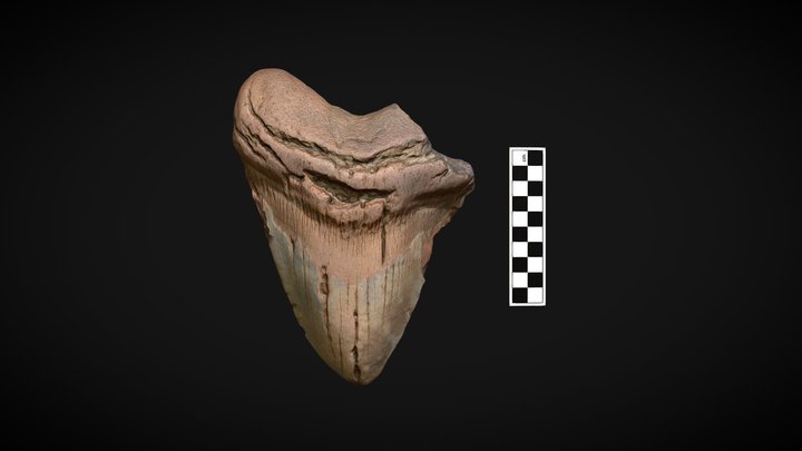Megalodon Tooth 3D Model