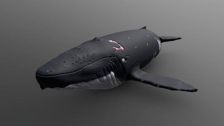 HumpBackWhale 3D Model