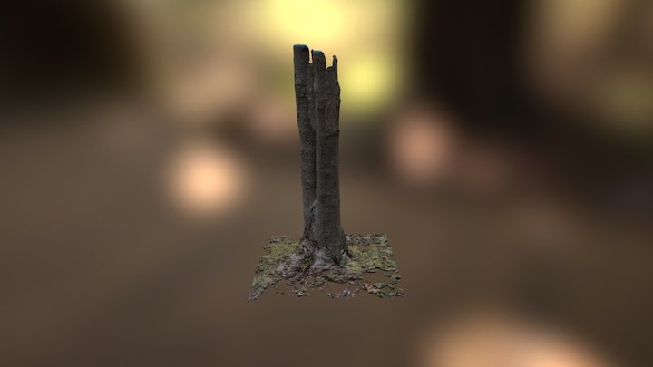 3D Scans - Tree 01 (2-22-17) 3D Model