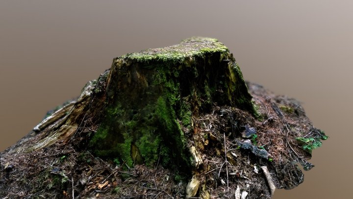 Photoscaned tree stump 3D Model