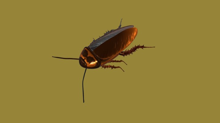 Cockroach 3D Model