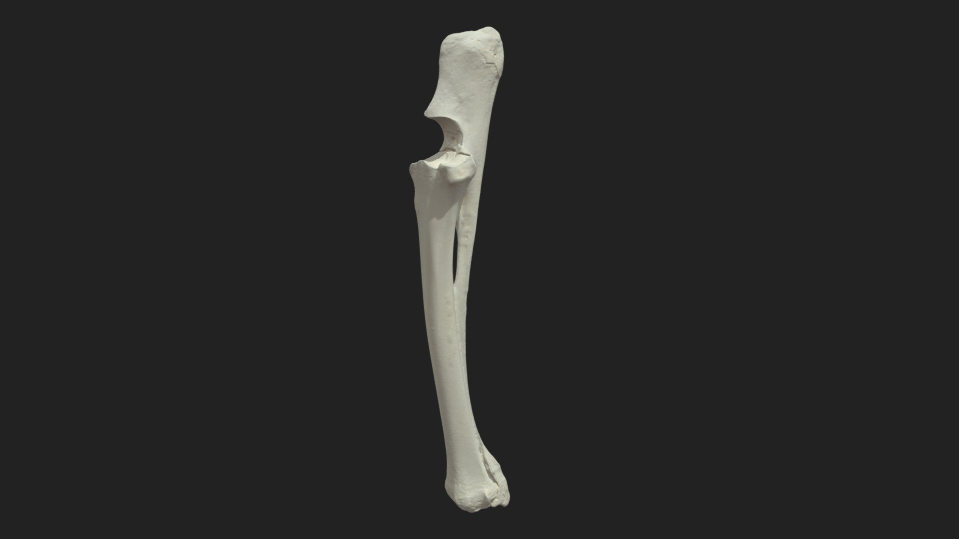 radial bone and ulna sheep - 3D model by vetanatMunich [59af689 ...