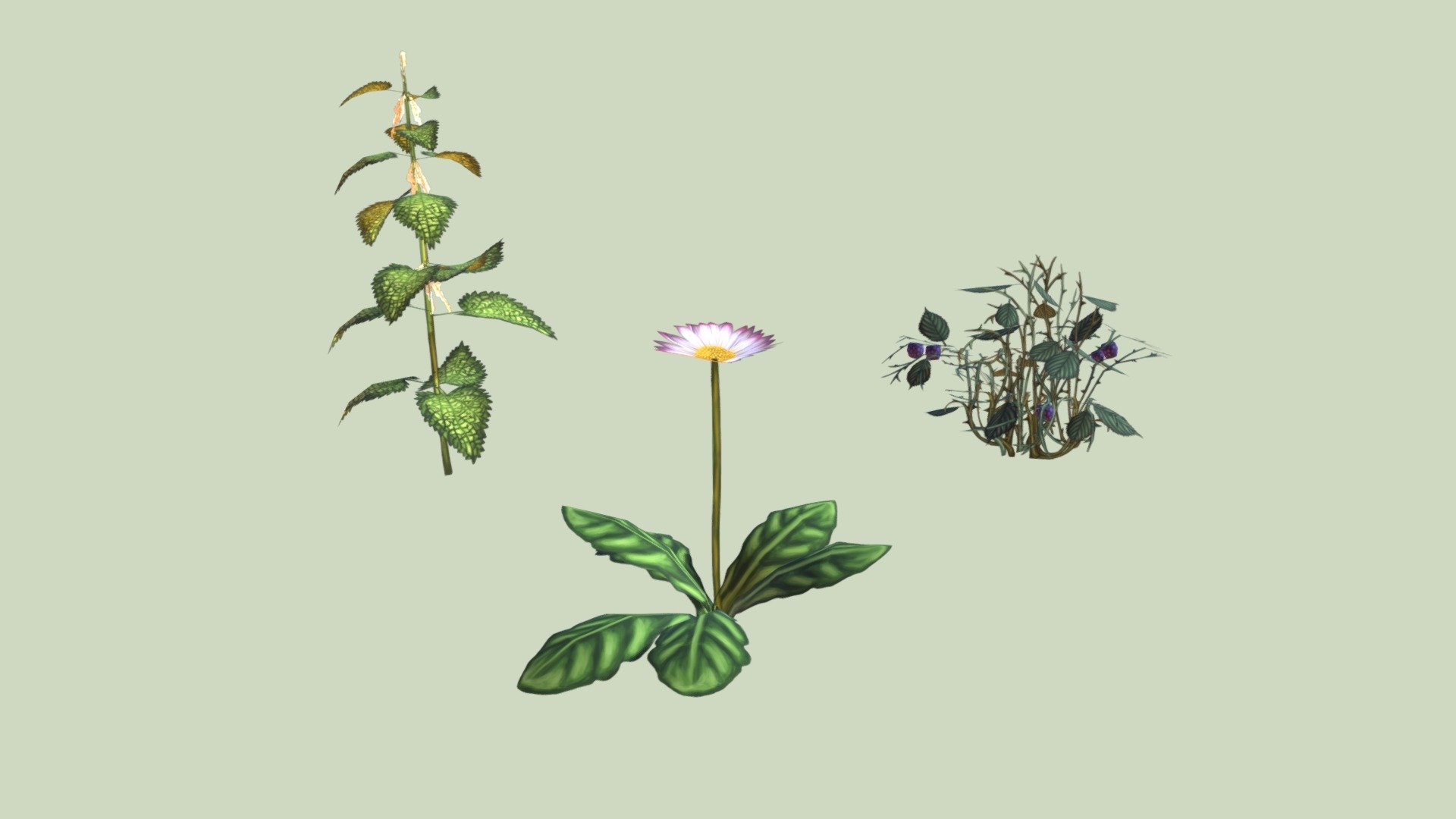 Nettle, blackberry, daisies - medicinal plants