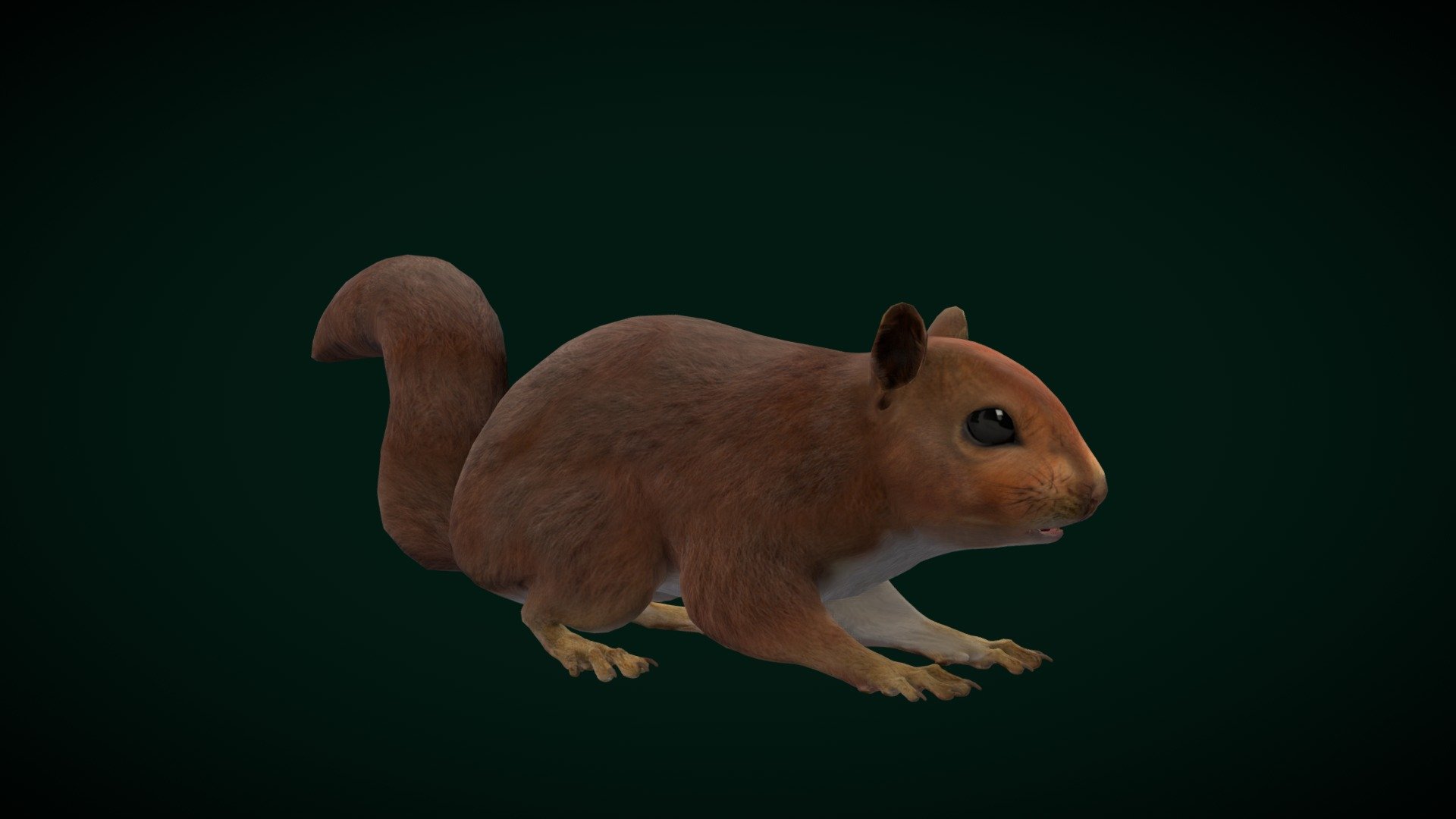 Eurasian Red Squirrel (Rodent) - Buy Royalty Free 3D model by ...