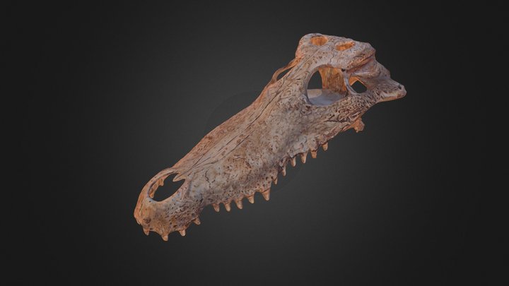 Crocodile Skull Lowpoly 3D Model