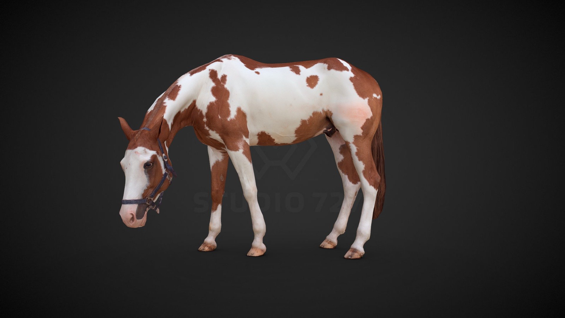 Horse - pose4
