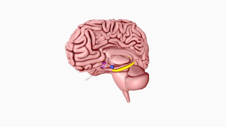 Les aires impliquées dans l'odorat 3D Model