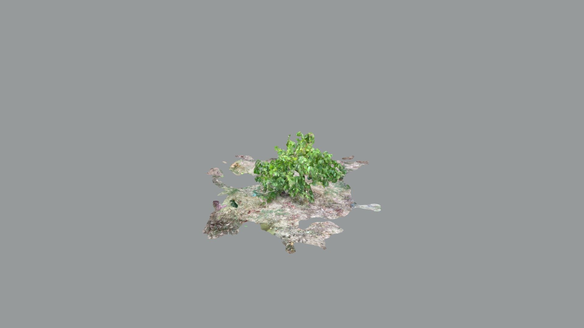 Test Grapevine