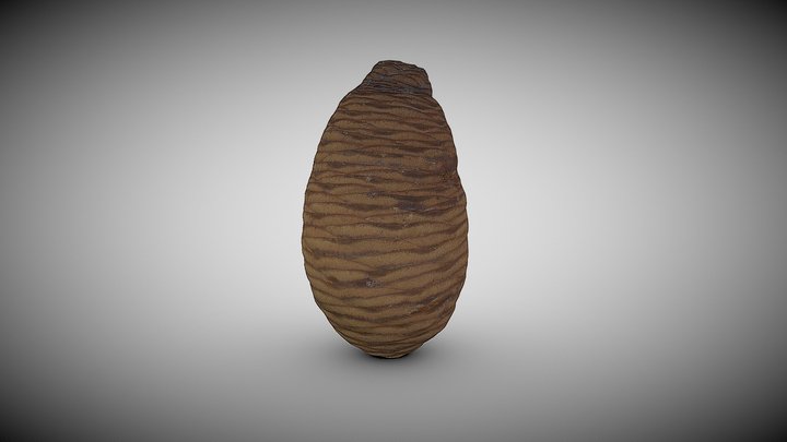 the pine cone 3D Model