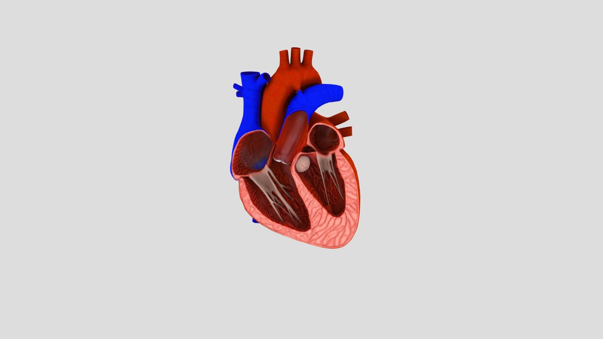 Включи сердца 3 2. Сердце 3 д пинетерс.