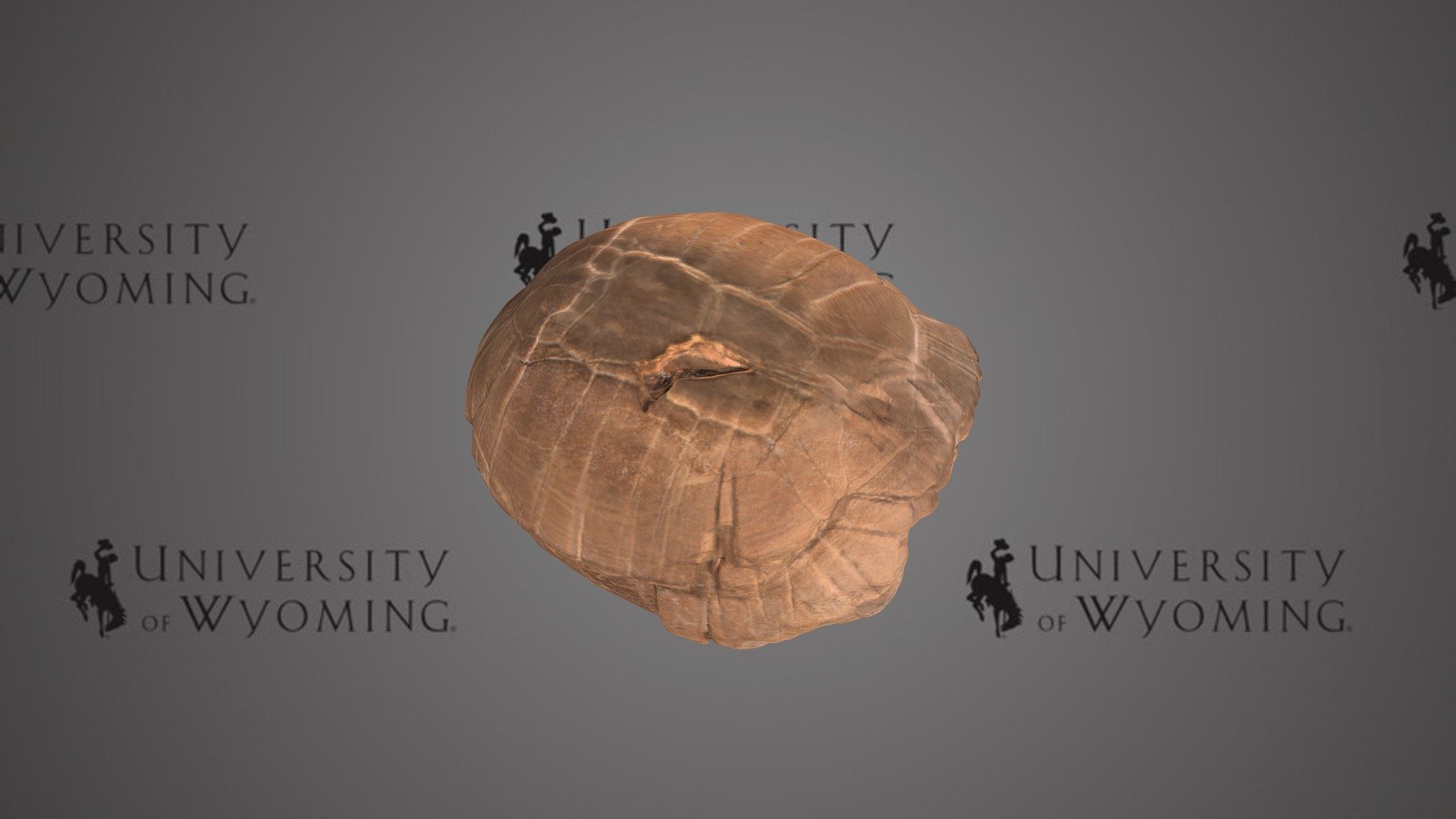 UW42475 - Chelonia, Carapace
