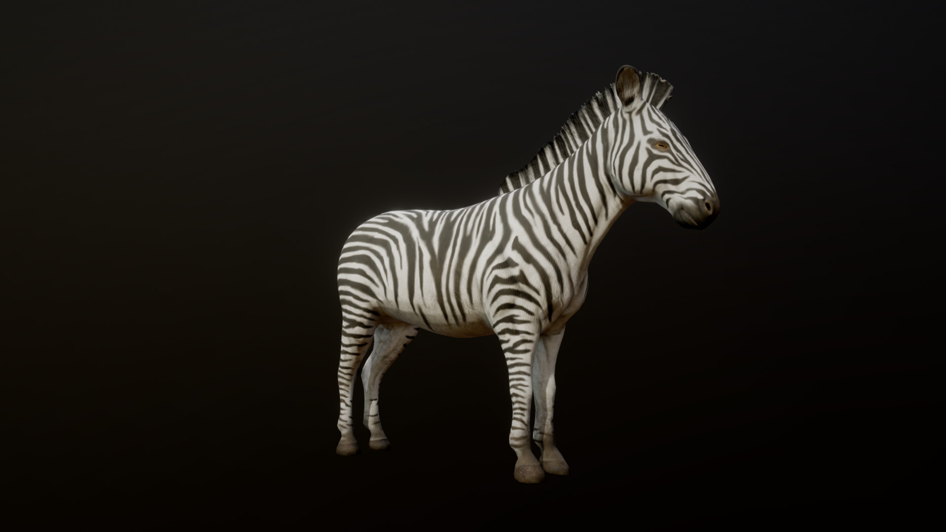 3D model ZEBRA ANIMATIONS - This is a 3D model of the ZEBRA ANIMATIONS. The 3D model is about a zebra standing on a black background.
