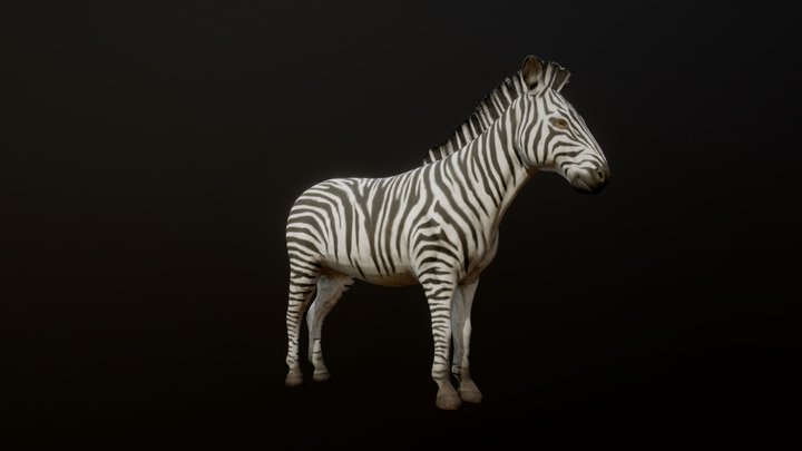 ZEBRA ANIMATIONS 3D Model