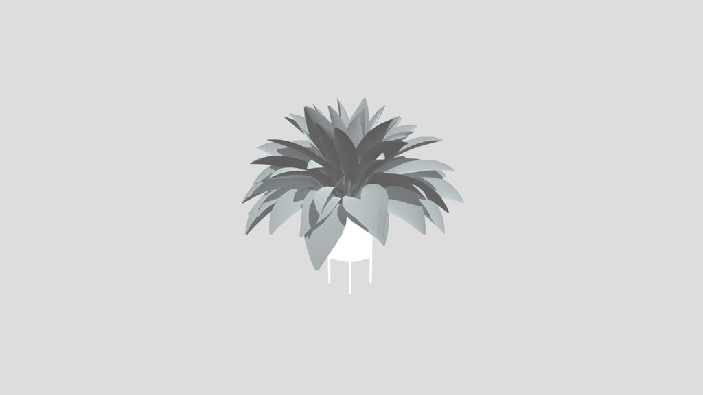 Haran Iron Plant Elder Potted