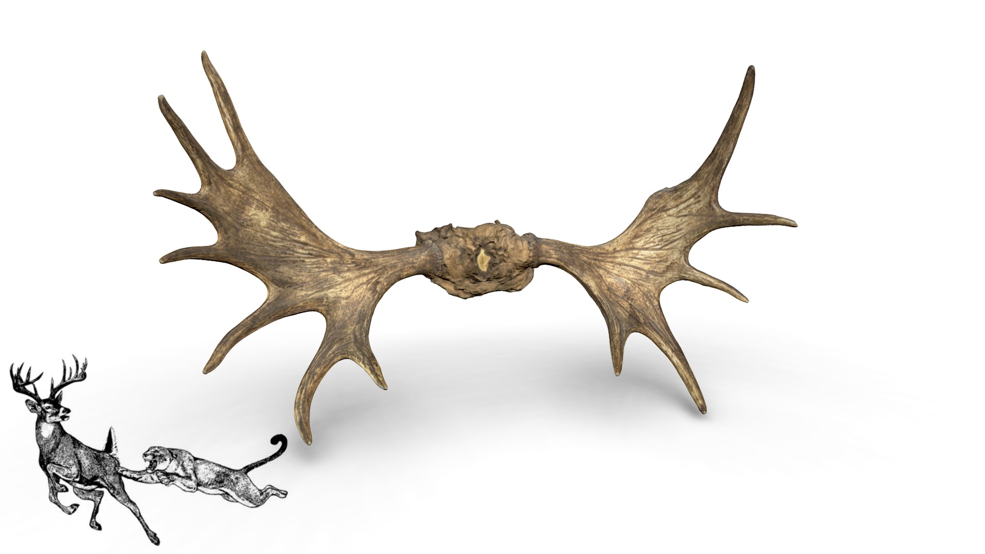 3D model moose antlers - This is a 3D model of the moose antlers. The 3D model is about a large brown spider.