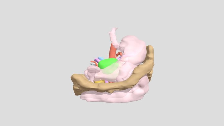 rad_experiment__pancreasCase003 3D Model