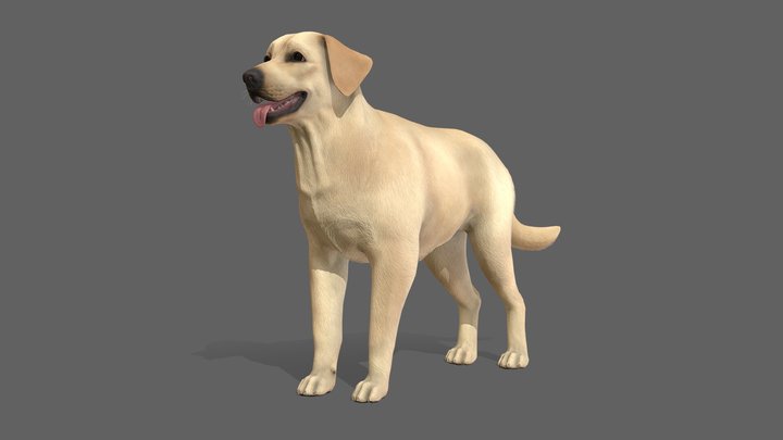 Dog - Labrador v02 3D Model