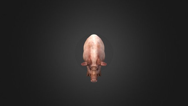 Pig Eat 3D Model
