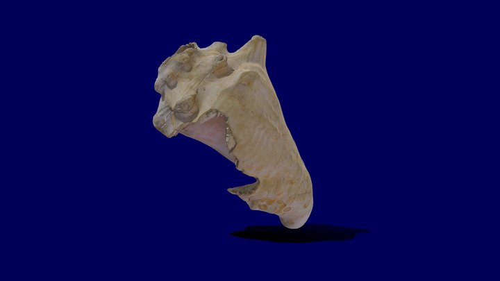 schelptoeter Z1965-X78 Batavialand – Modello 3D gratuito STL