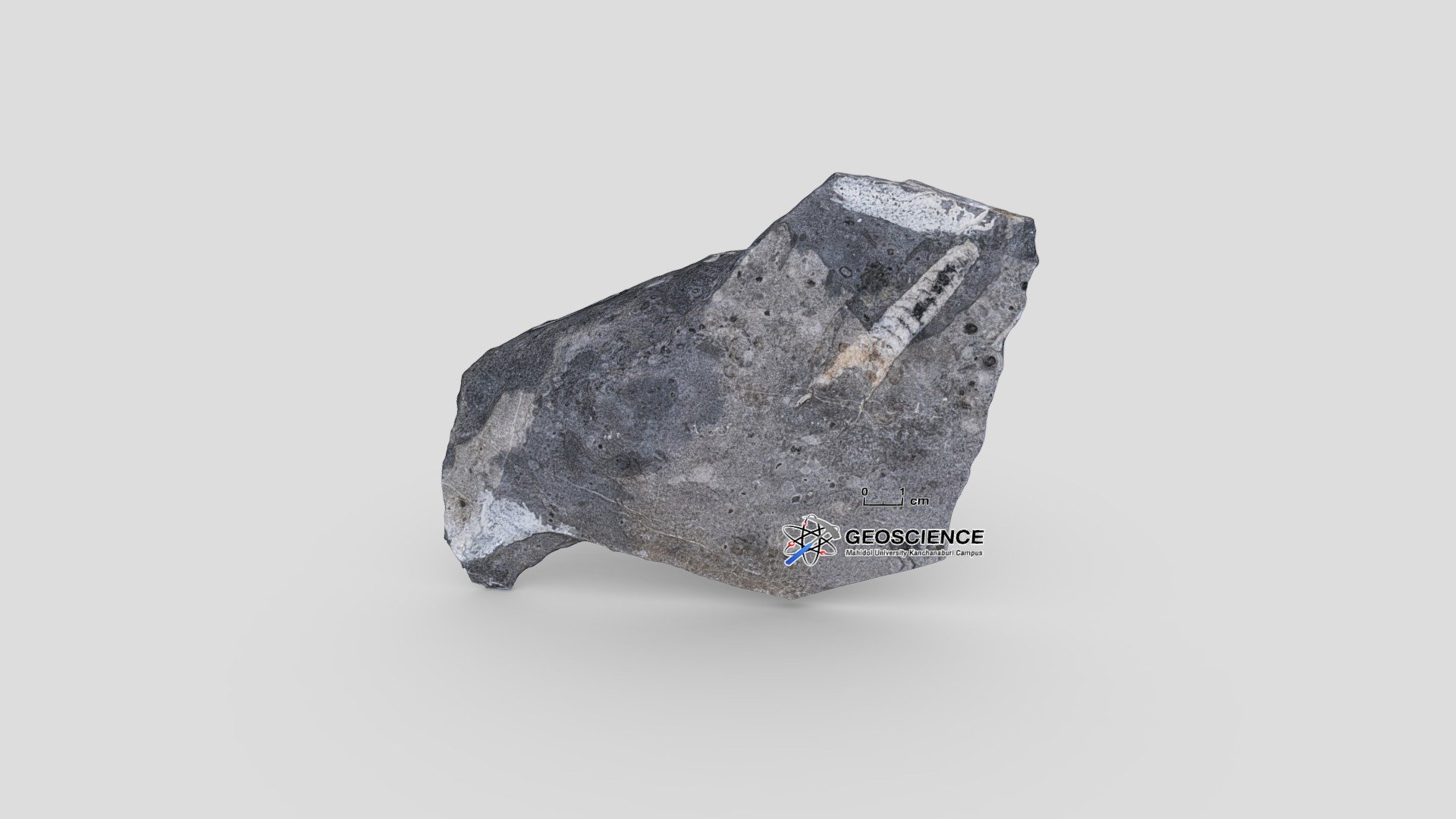 Nautiloid