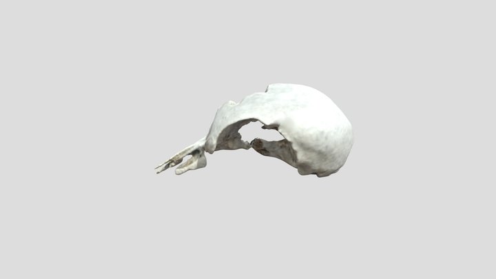 Bird skulll 3D Model