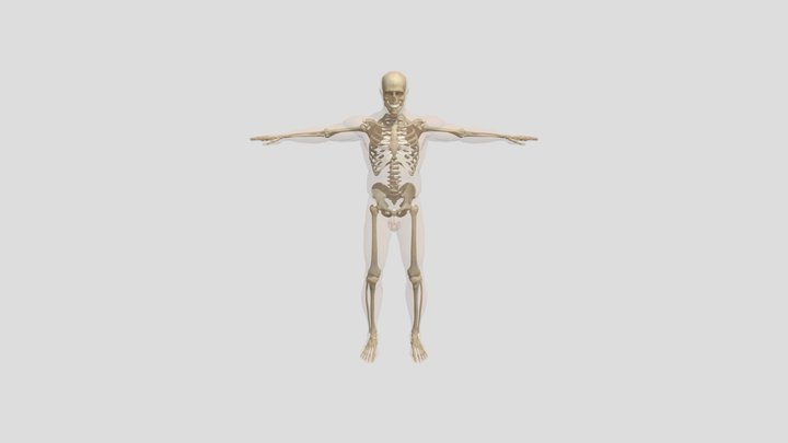Male Full Skeleton 3D Model