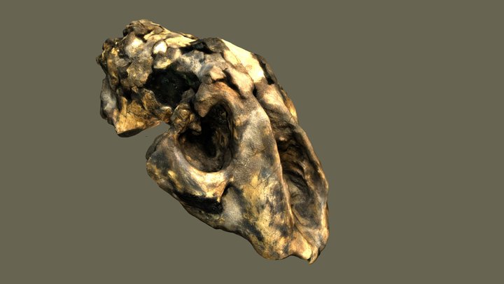 Fosil Panthera 3D Model