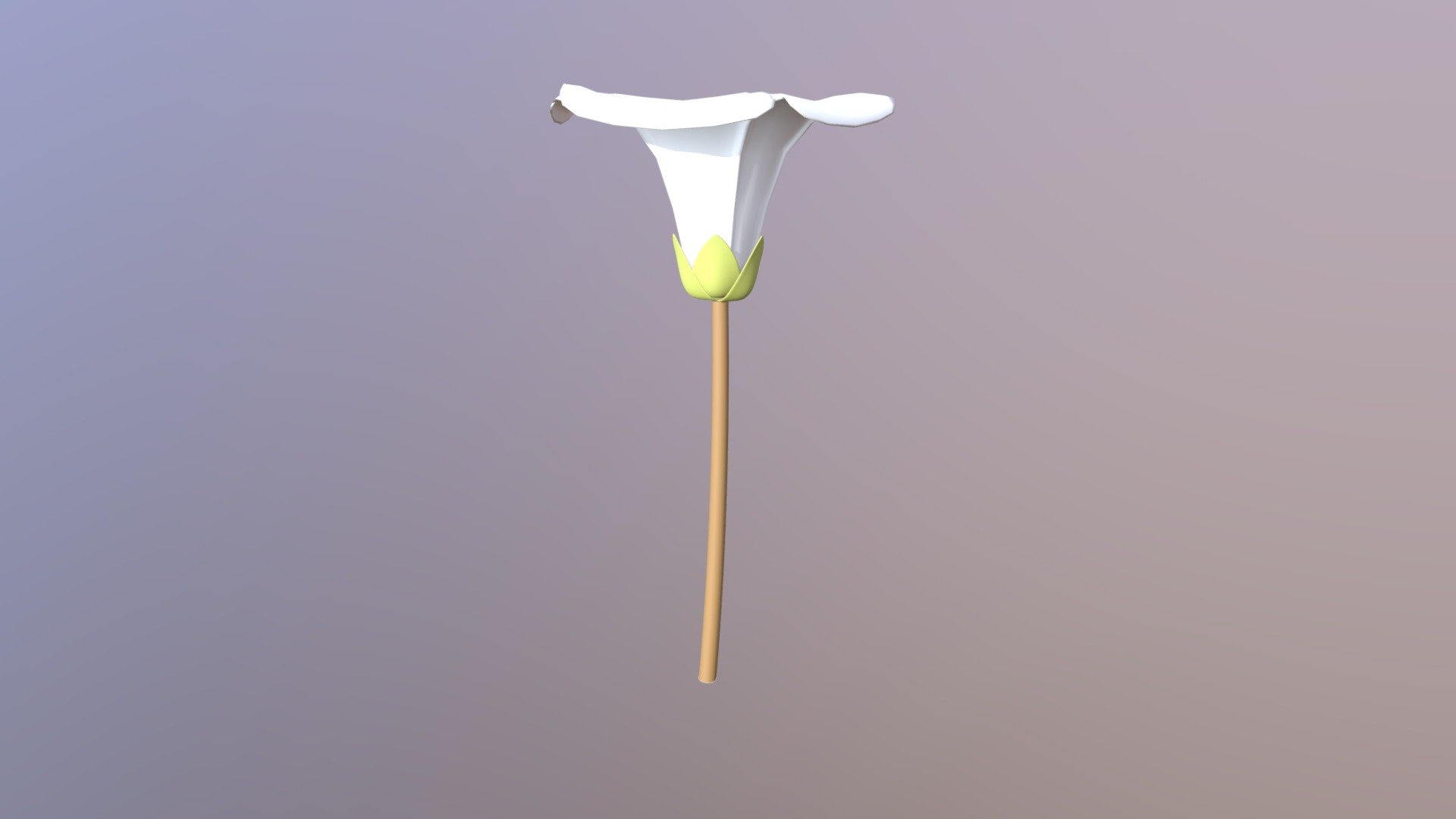Calystegia sepium