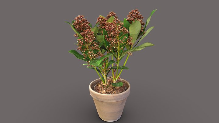 Skimmia Japonica – Modello 3D gratuito STL