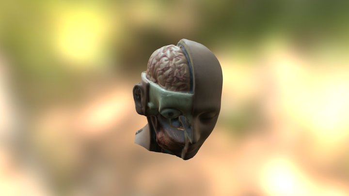 Head Anatomy 3D Model