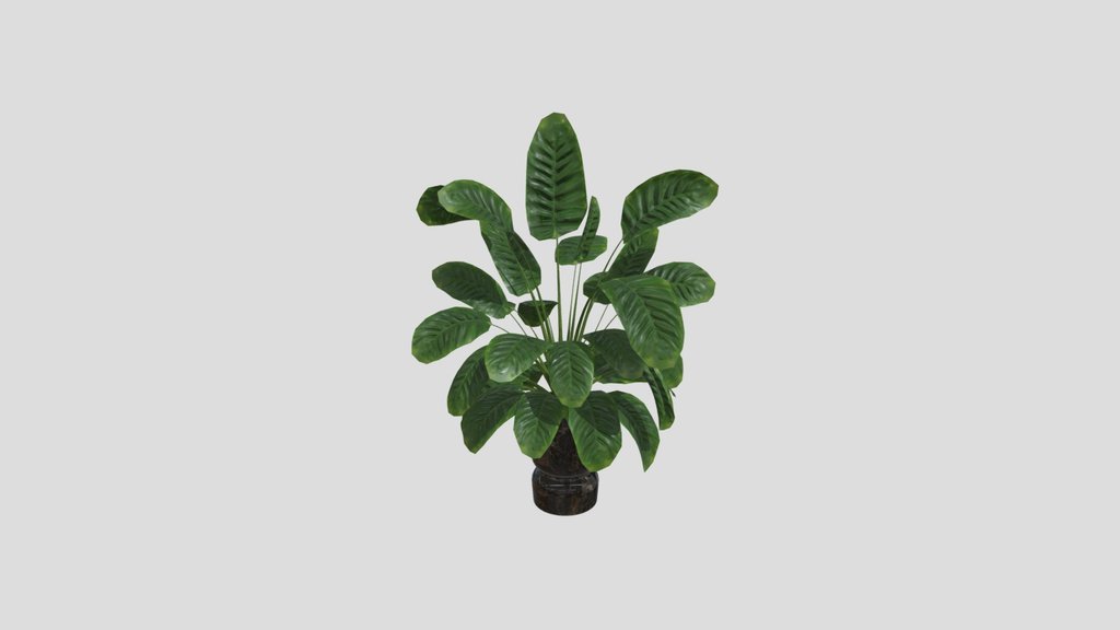 Sj Monstera 04