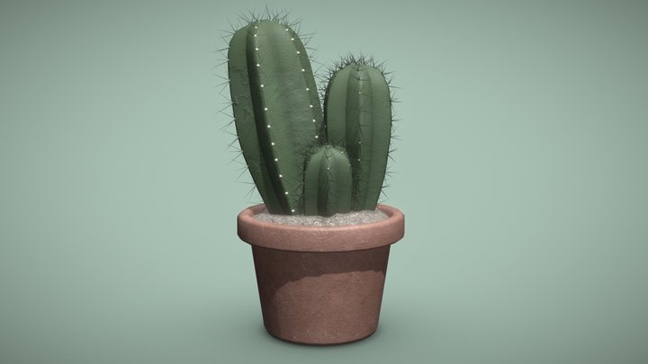 Blue Candle Cactus (Myrtillocactus geometrizans) 3D Model
