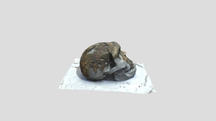 Homo heidelbergensis final 3D Model
