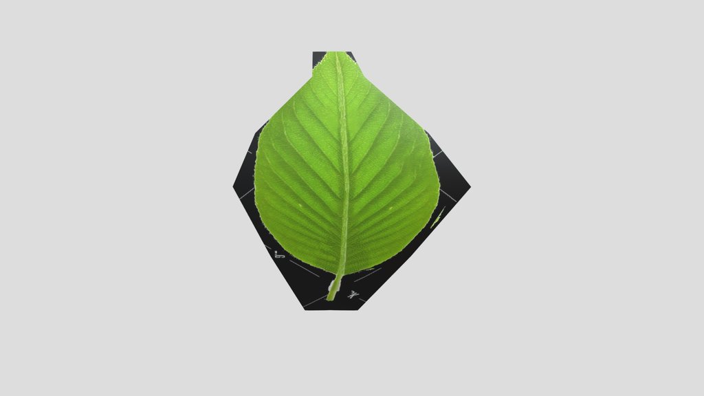Leaf