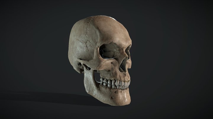 Realistic Male Human Skull 3D Model