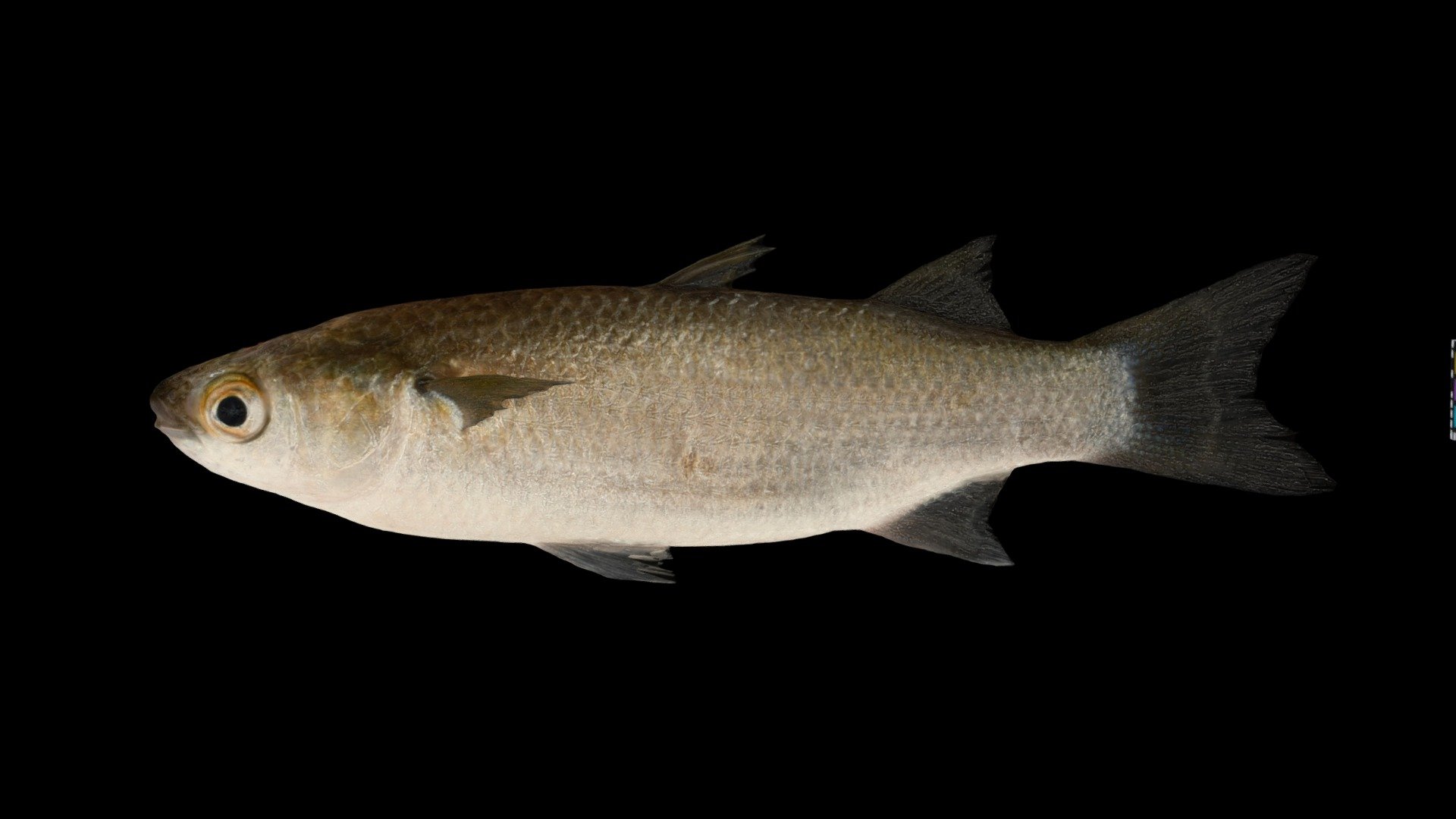 コボラ？ 幼魚 Largescale Mullet, Liza macrolepis